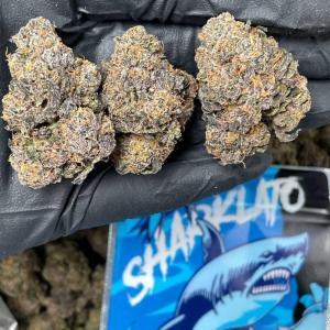 Sharklato Weed Strain