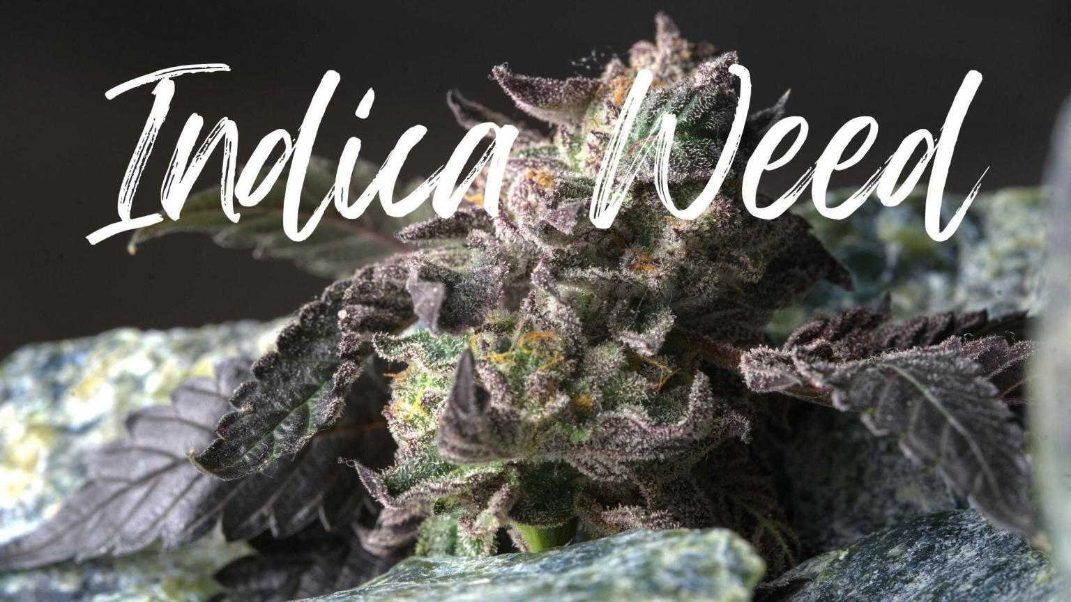 Just how Do You Expand Indica Weed Seeds? Seed Indica