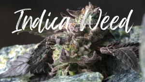 Read more about the article Just how Do You Expand Indica Weed Seeds?