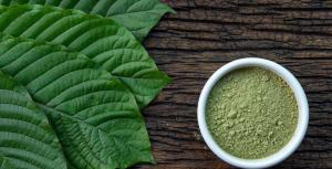 Read more about the article Kratom, likewise known as Mitragyna Speciosa, is a plant belonging to…