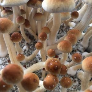 Blue Meanies Mushrooms