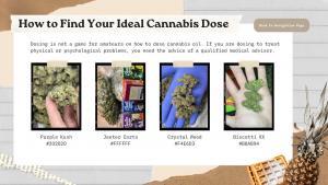 Red light district weed strain