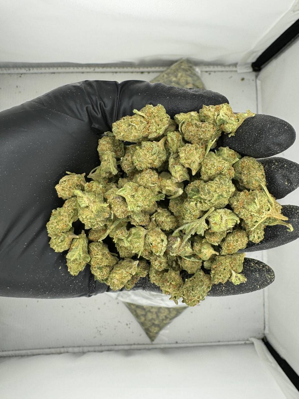 gelato 33 weed strain, gelato #33 weed strain, gelato 33 weed strain effects, gelato 33 weed strain review, gelato 33 weed strain thc