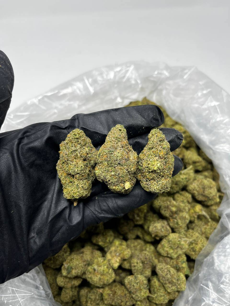 malawi gold strain, malawi gold strain price, golden malawi strain, malawi gold strain near me, malawi gold strain review